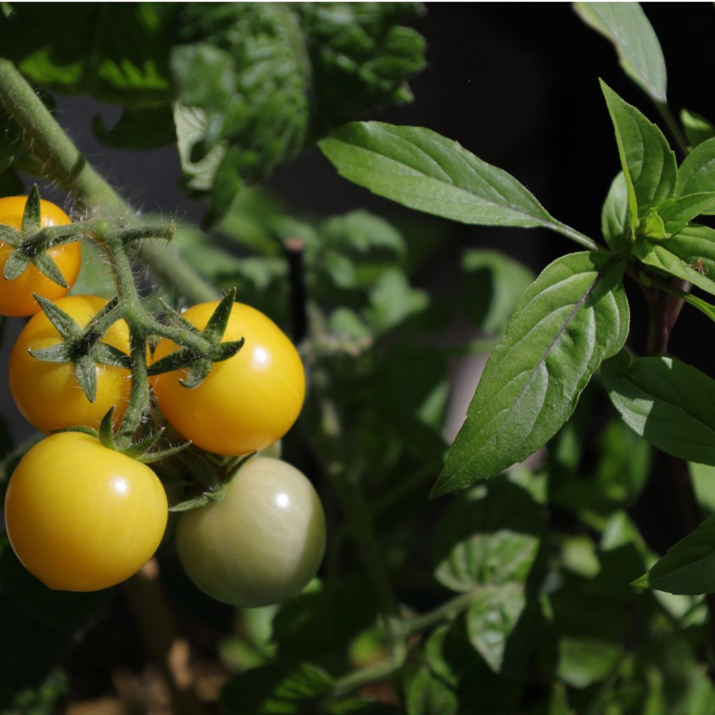 basil and tomato plants grow together