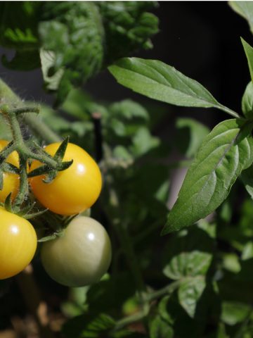 basil and tomato plants grow together