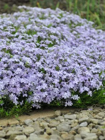 creeping phlox after it blooms