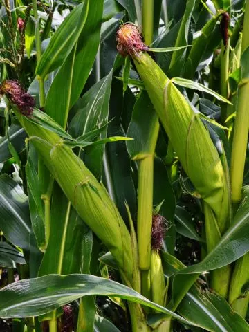 how to fertilize sweet corn