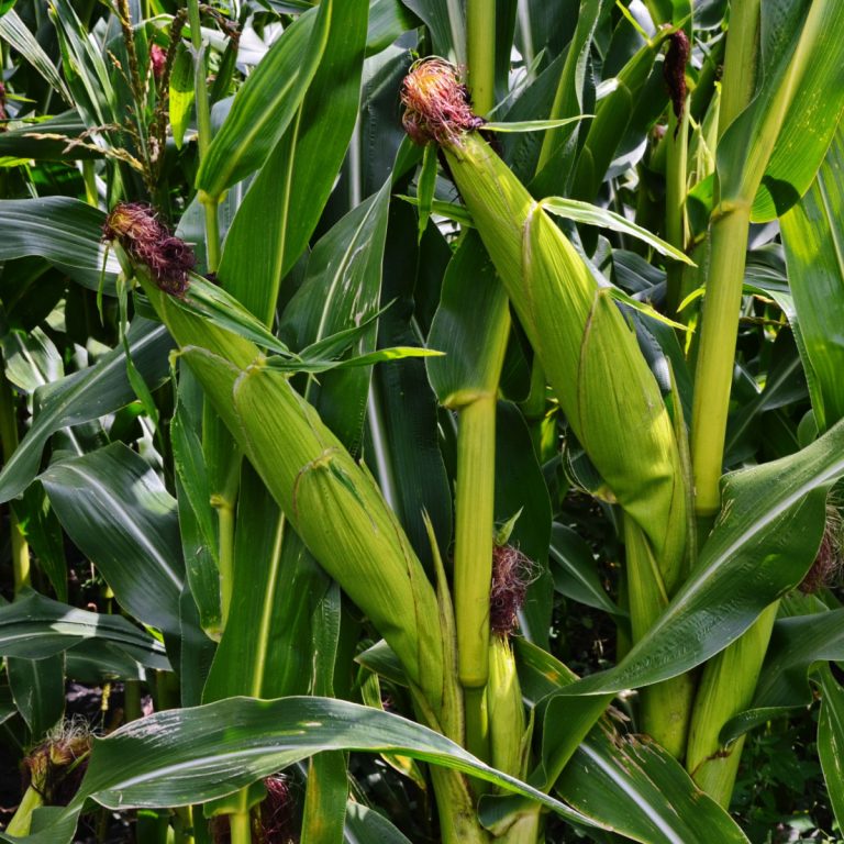 how to fertilize sweet corn