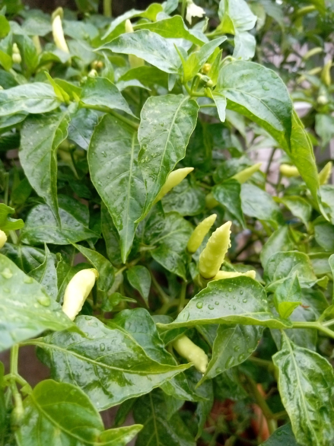 pepper plants fertilizing