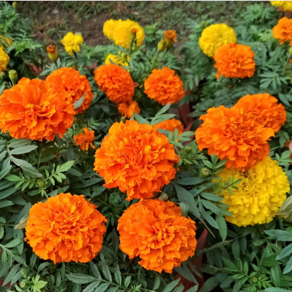 how to fertilize marigolds