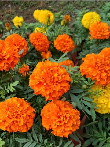 how to fertilize marigolds