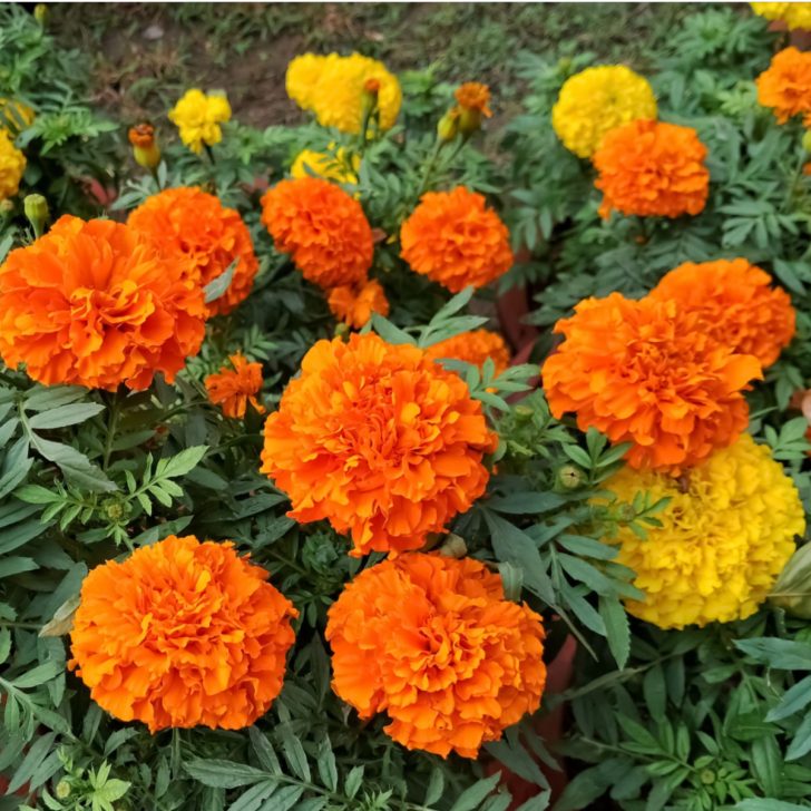 How To Fertilize Marigolds 2 Secrets To Keep Marigolds Blooming