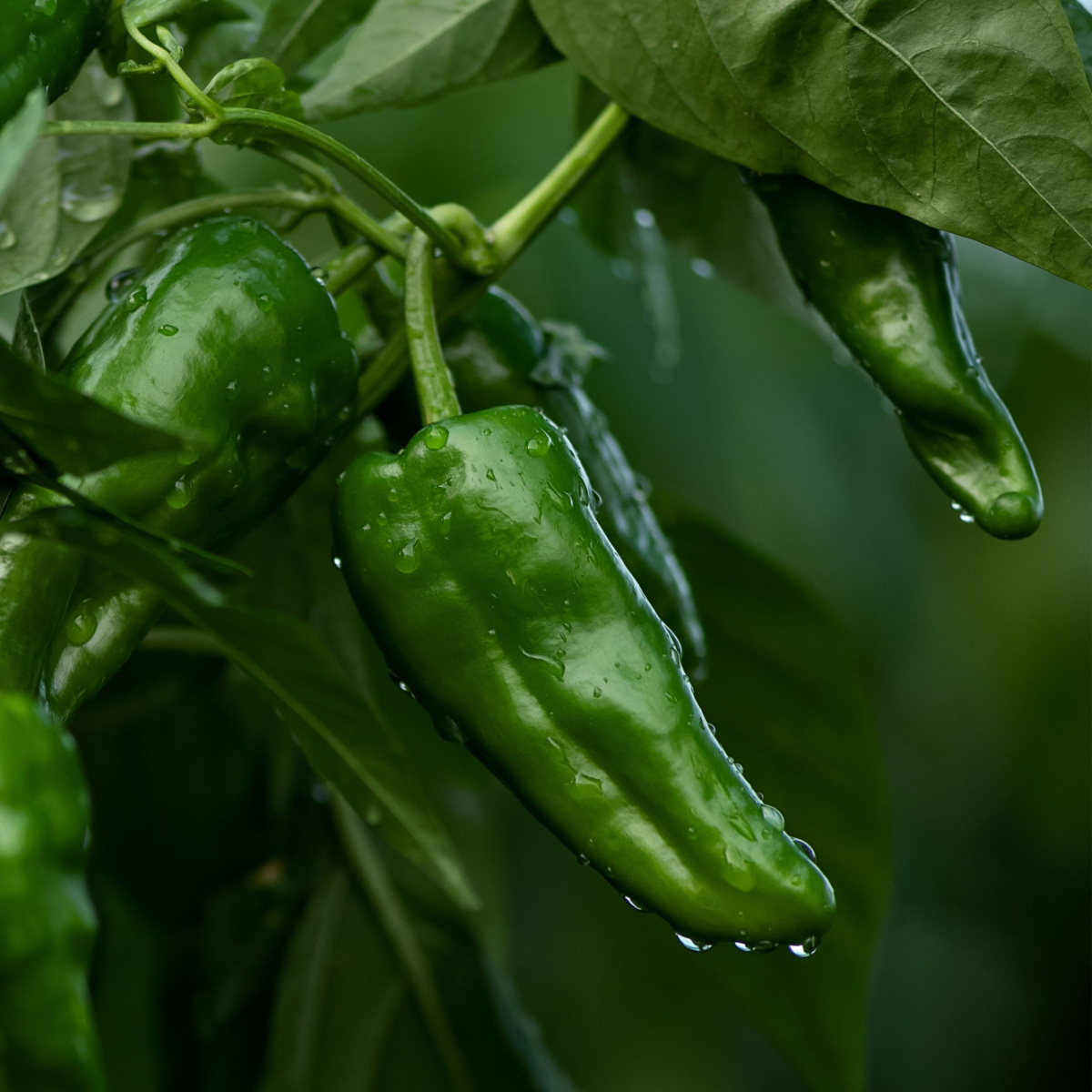 best fertilizers for peppers