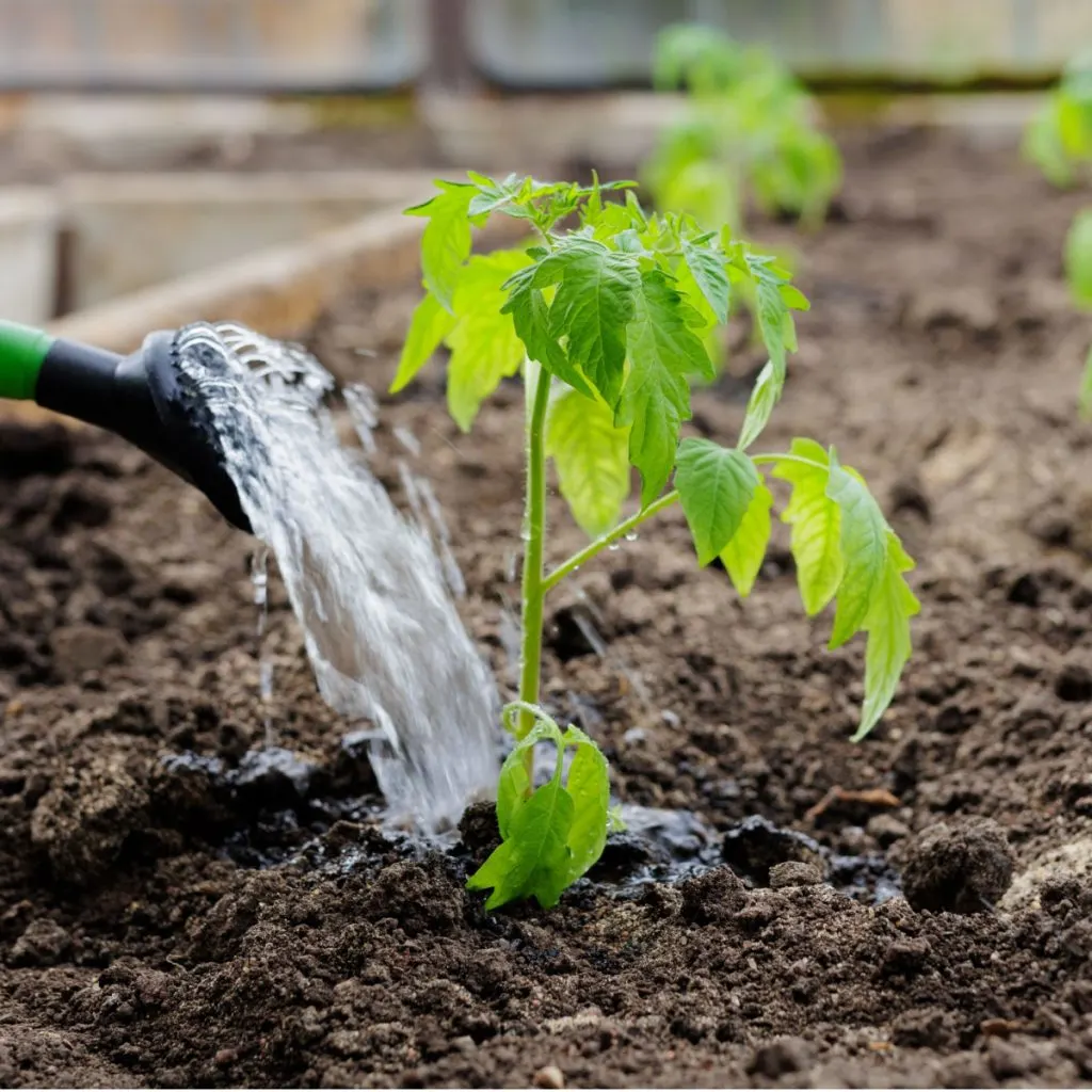 jump start young tomato plants