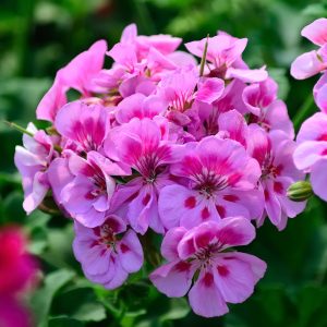 2 Simple Secrets To Keep Geraniums Blooming - All Summer Long!