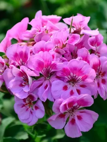 keep geraniums blooming