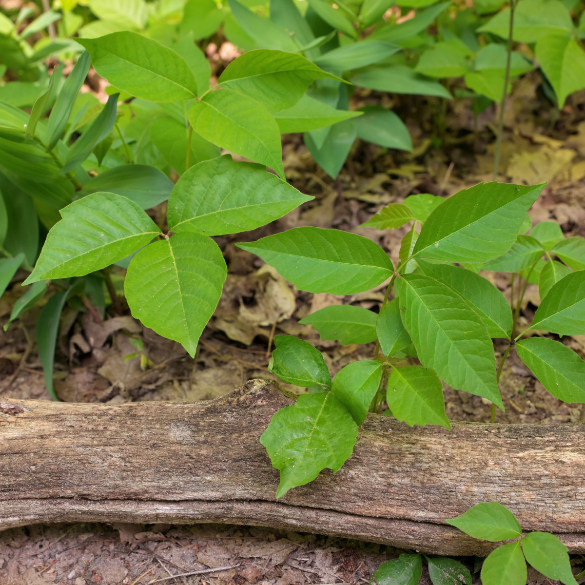 3 Simple & Safe Ways To Kill Poison Ivy Plants - For Good!