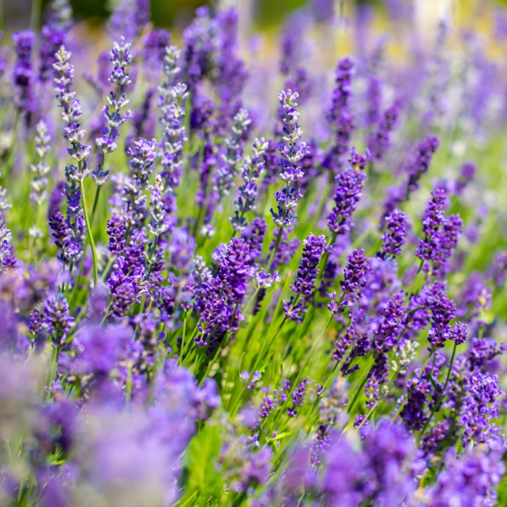 lavender bloom again