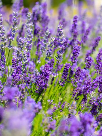 lavender bloom again