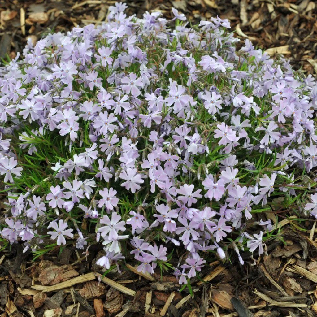 phlox after it blooms