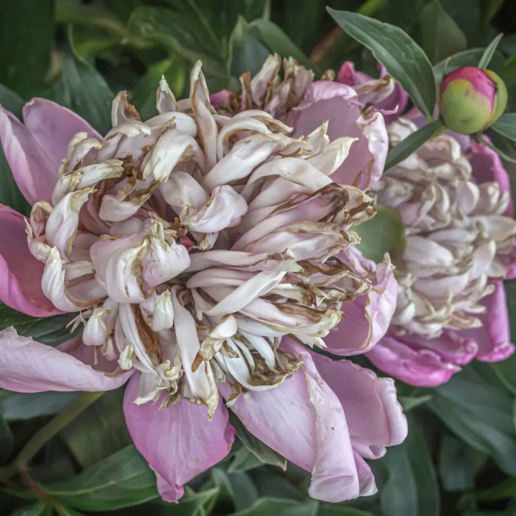 peonies after blooming