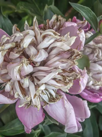 peonies after blooming