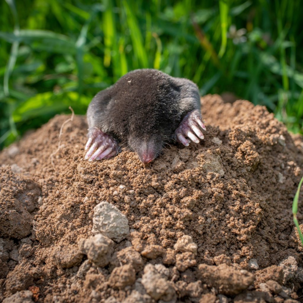 how to stop ground moles
