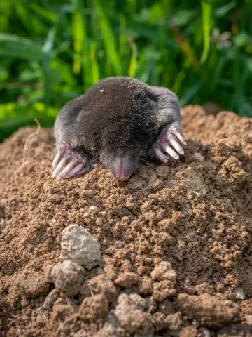 how to stop ground moles