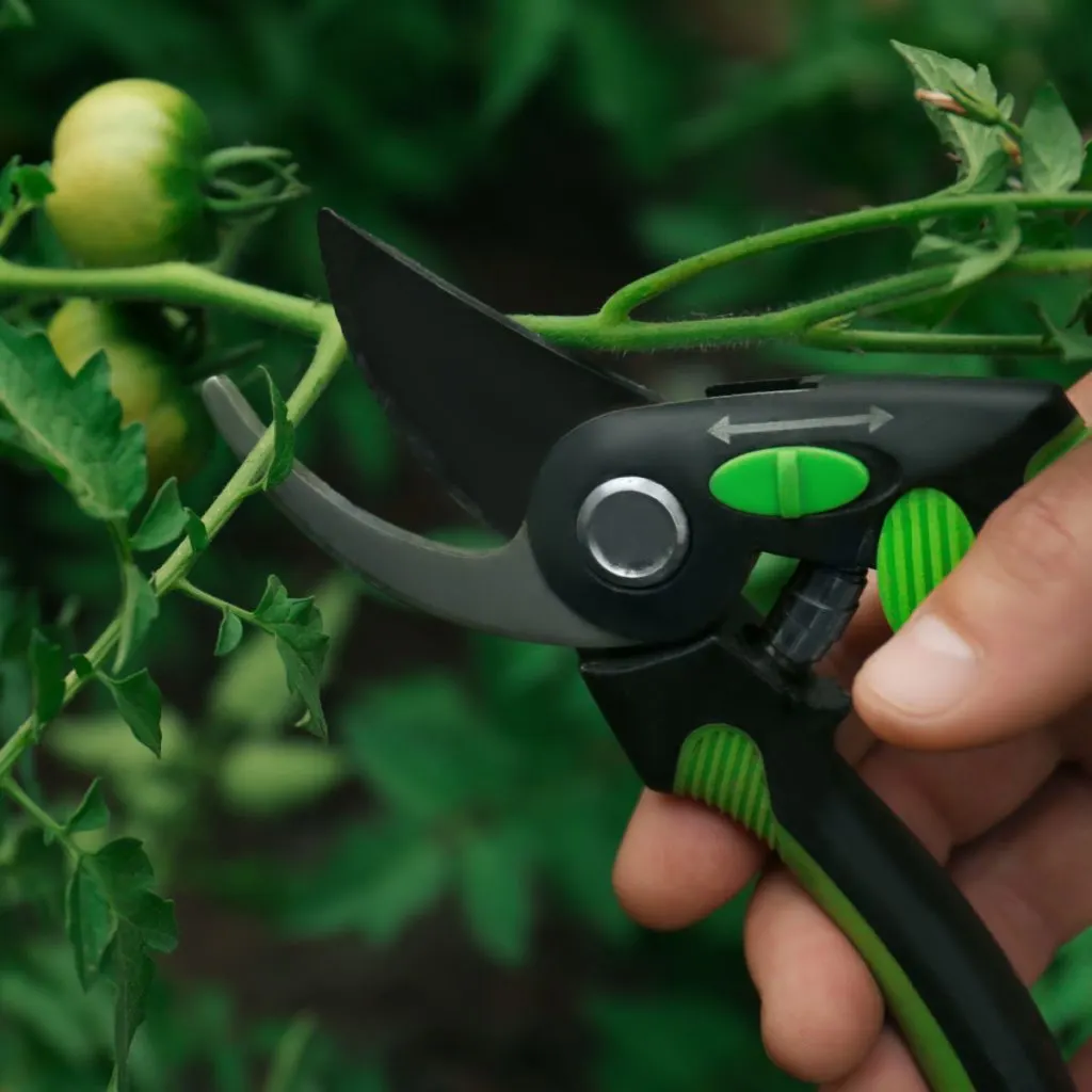 how and why to prune tomatoes