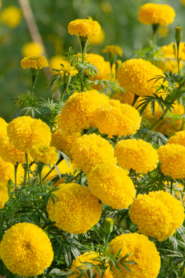 fertilize marigolds for blooms