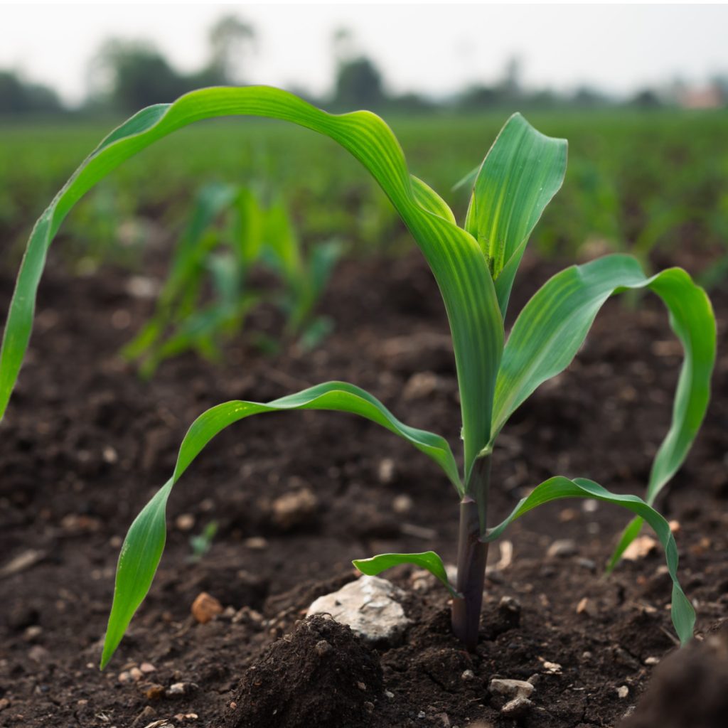 sweet corn - how to fertilize
