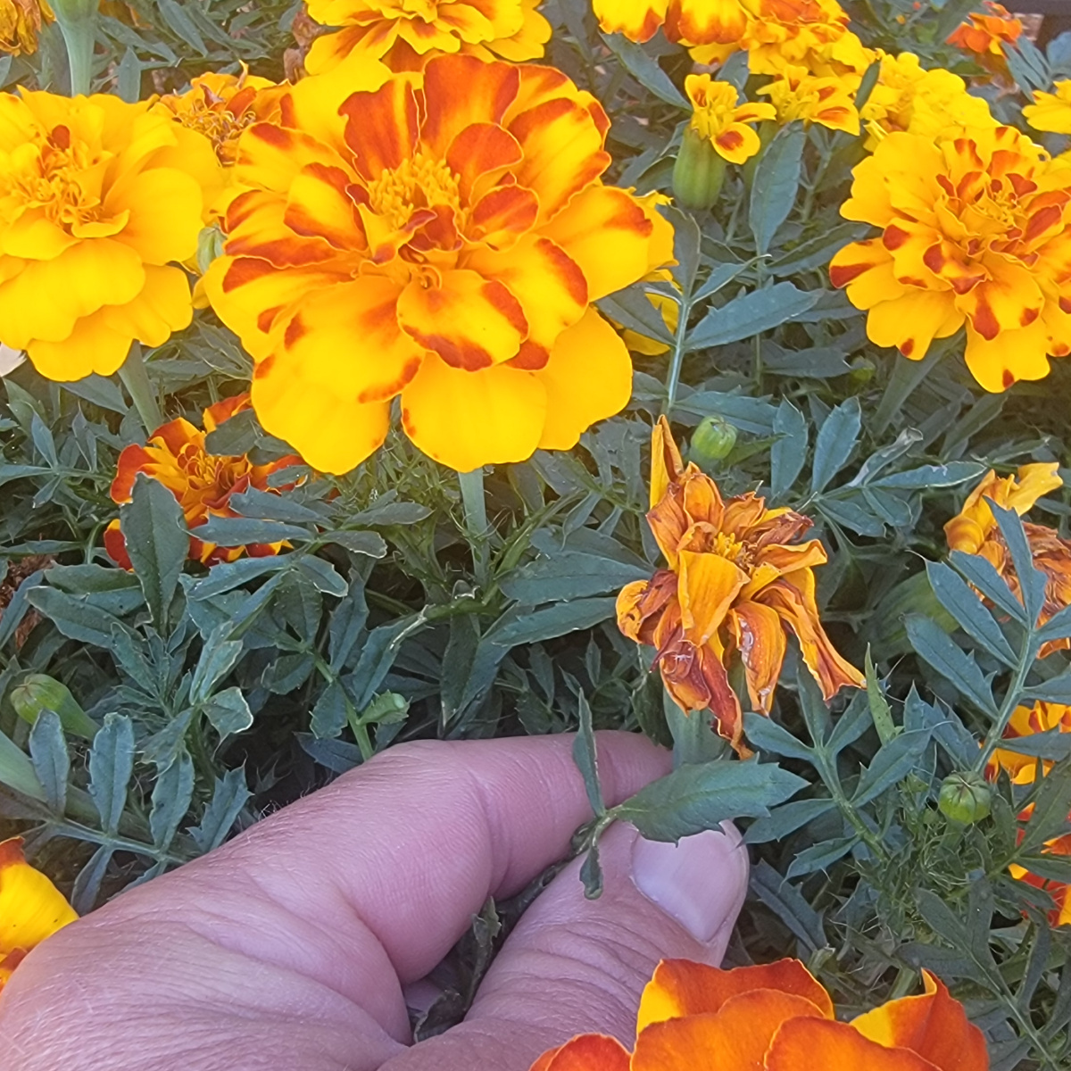 How To Deadhead Marigolds The Secret To Better Blooms!