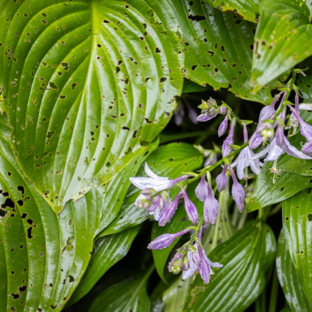 damage - keep hostas safe from insects