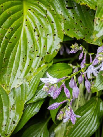 hosta damage from insects