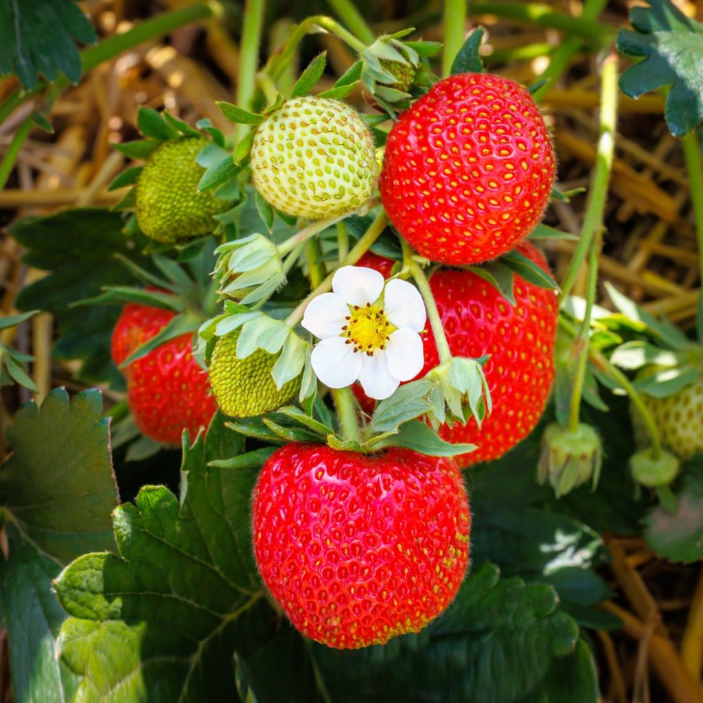 Ripe strawberry plants and blooms