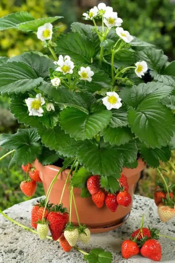 Potted strawberry plant