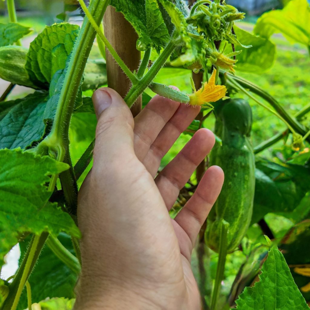 secret to fertilizing cucumbers