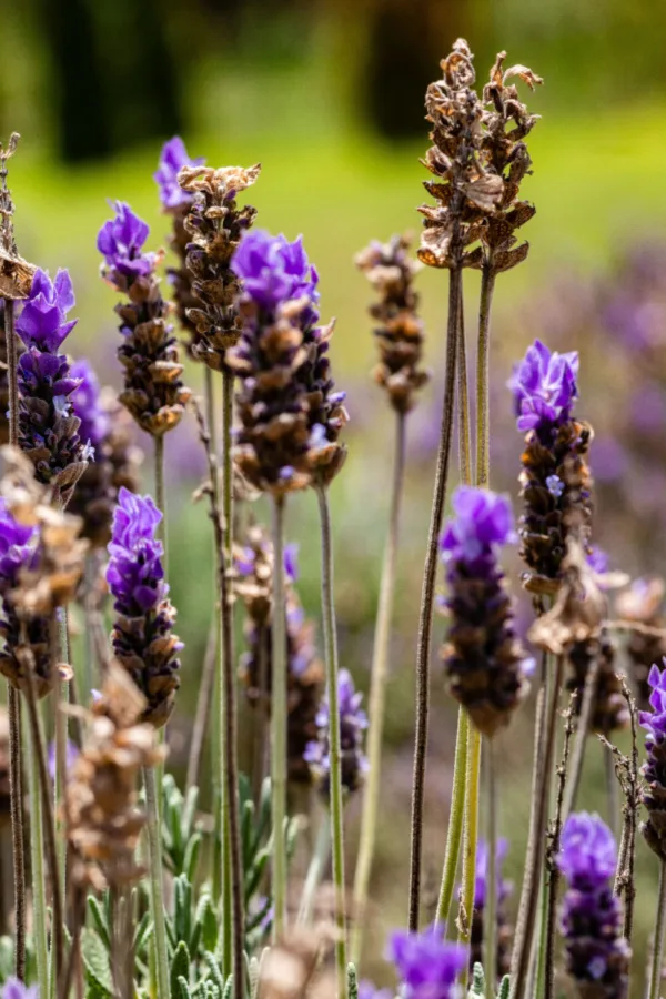 fading lavender blooms