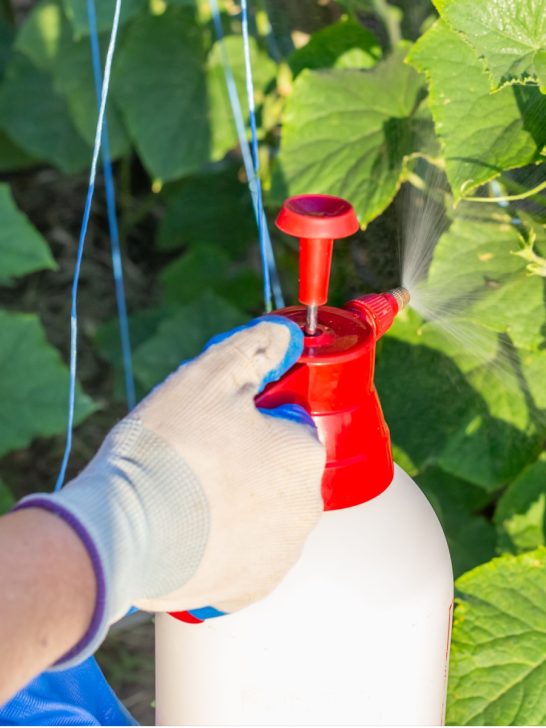 hot pepper mix recipe Archives This Is My Garden