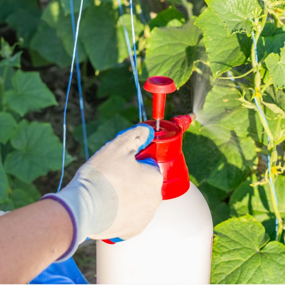 How To Make Hot Pepper Spray - Protect Plants From Pests!