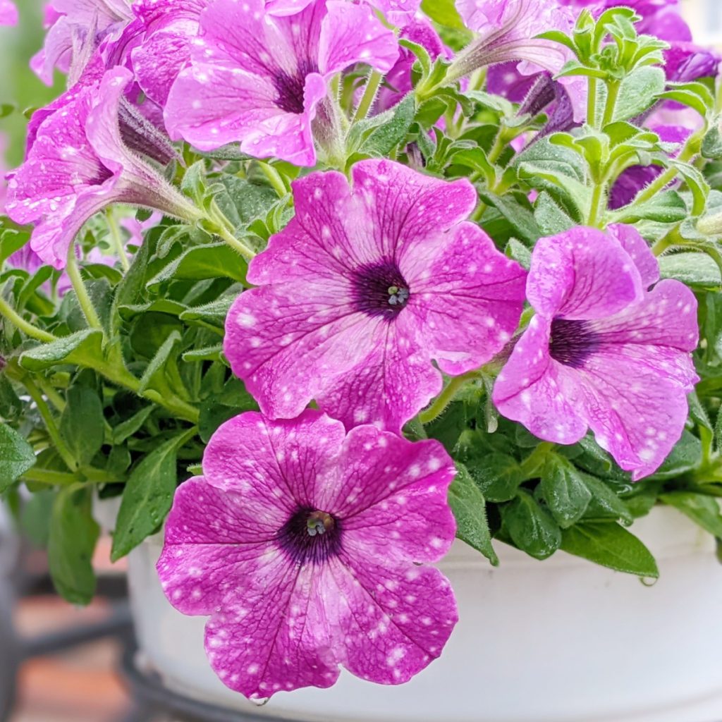 fertilize petunias