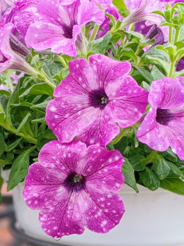 fertilize petunias