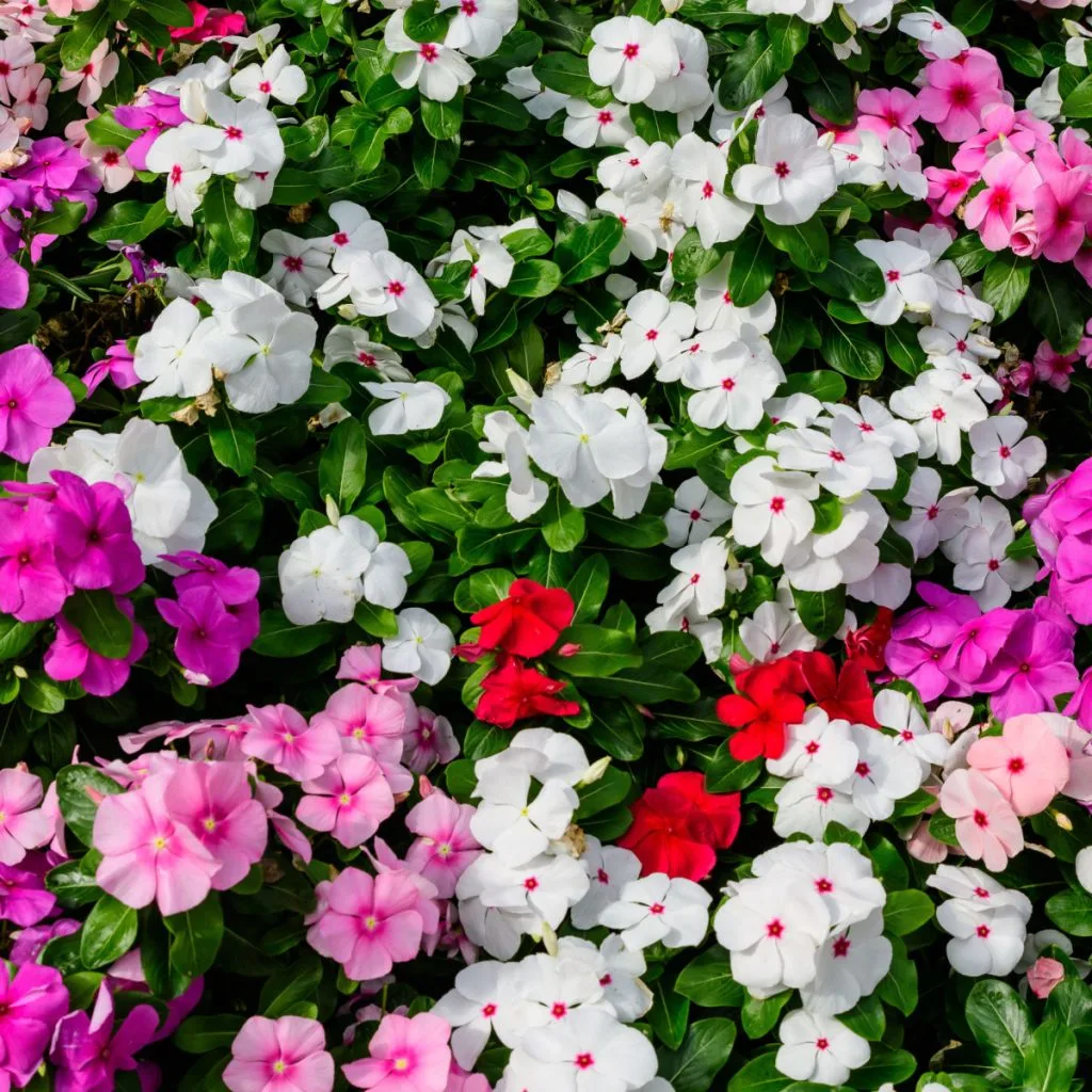 how to fertilize impatiens