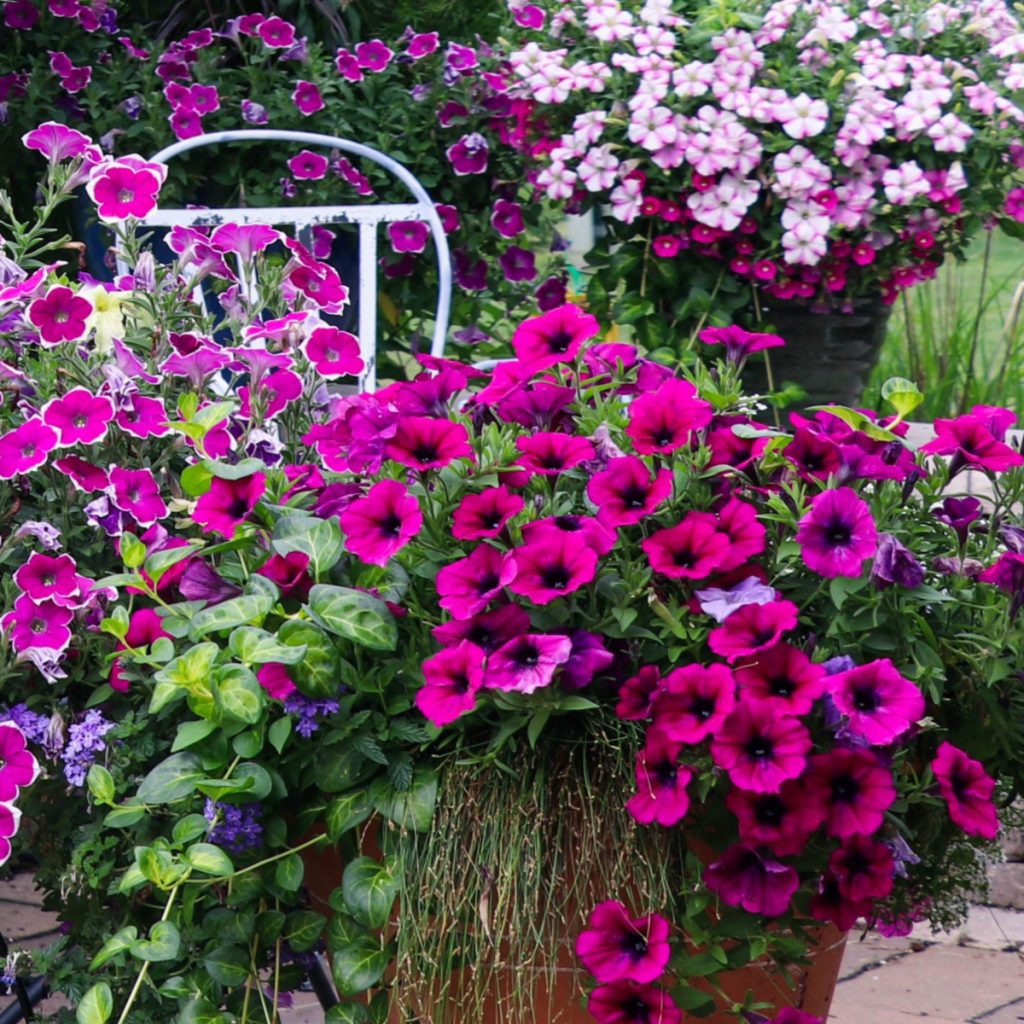 how to fertilize petunias - keep petunias blooming