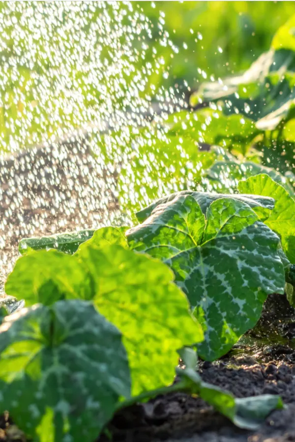 rainfall on plants