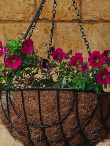 how to save struggling hanging baskets