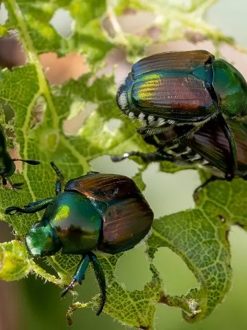 stop Japanese beetles
