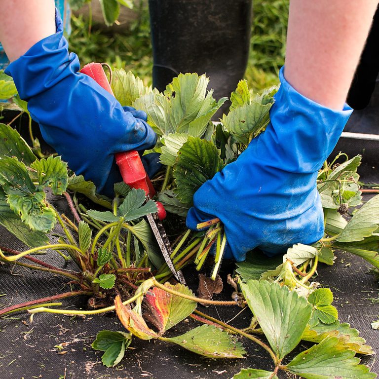 strawberry plants in the summer