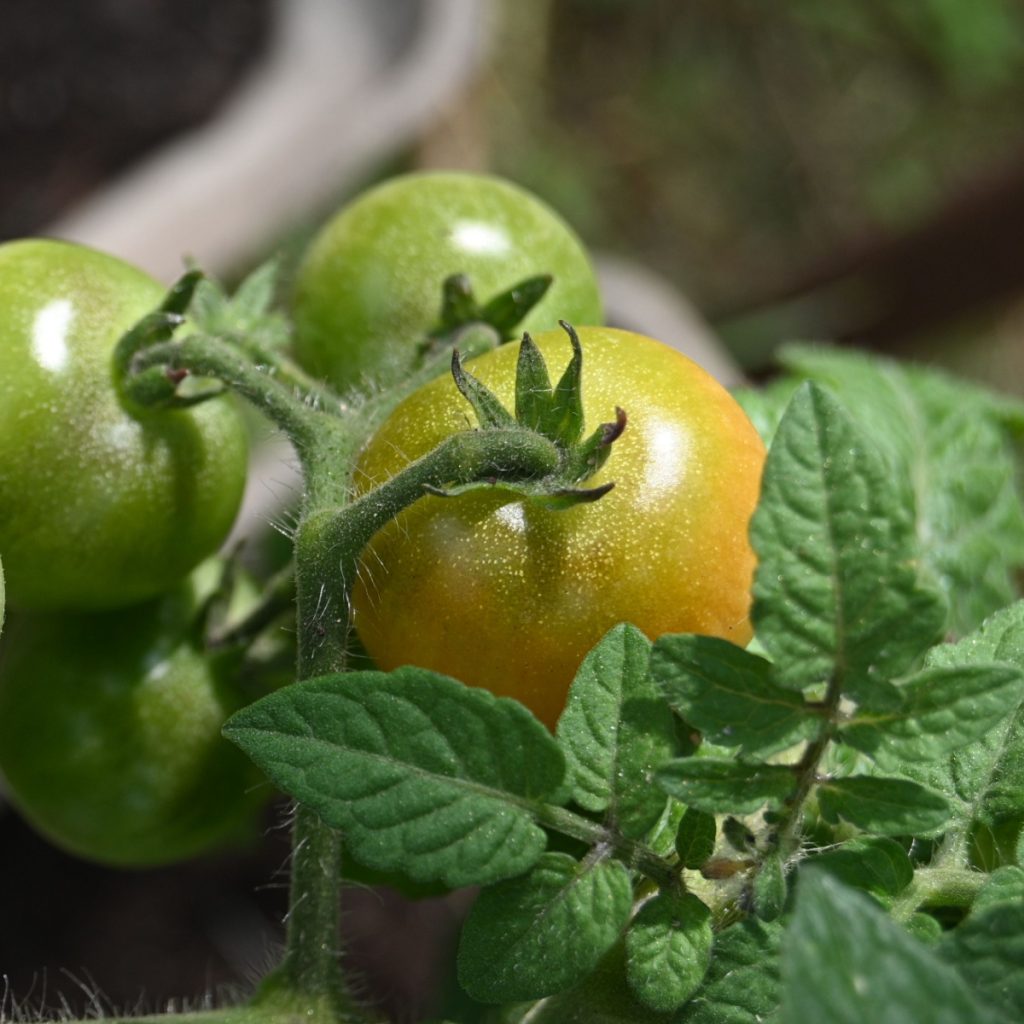tomatoes to ripen faster
