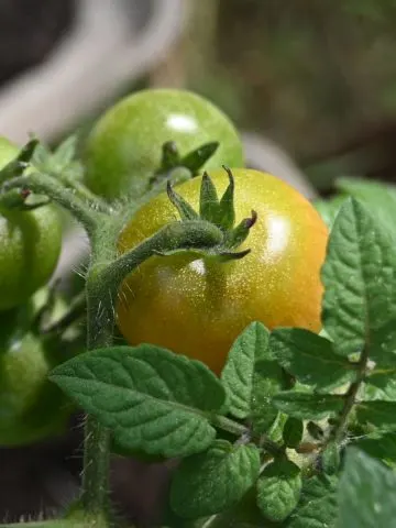 tomatoes to ripen faster