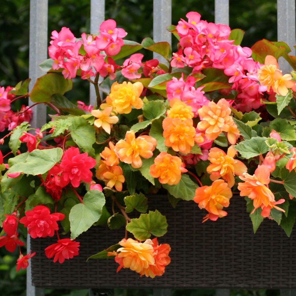 Blooming begonias