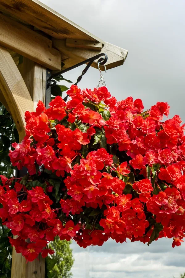 Pruned begonias with blooms