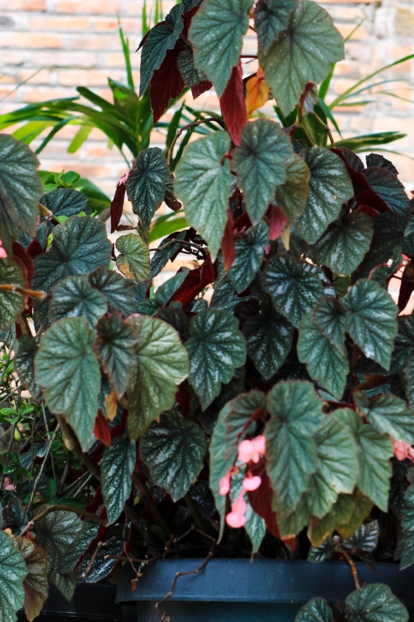 foliage and no blooms