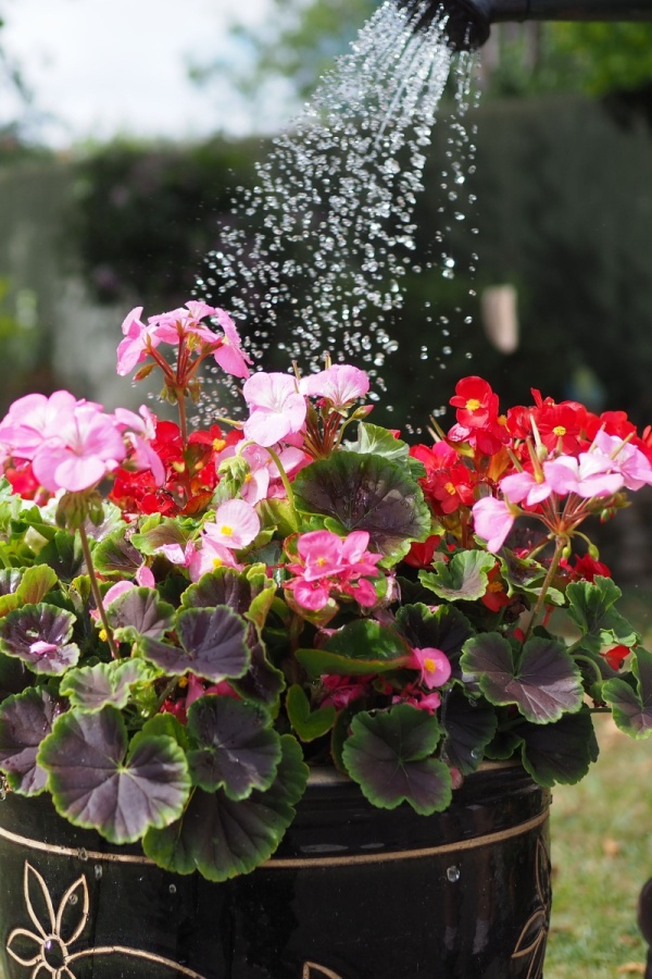 watering begonias overhead