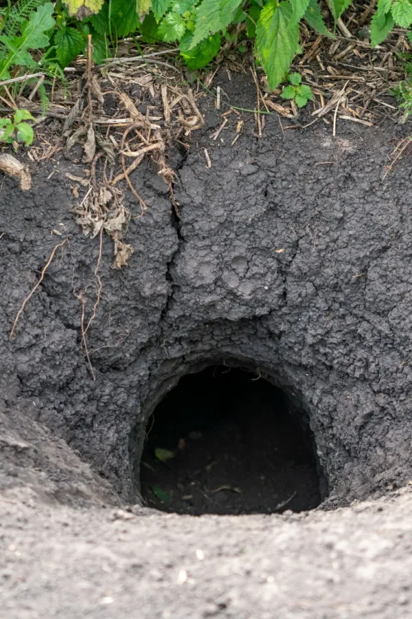 An established groundhog burrow hole