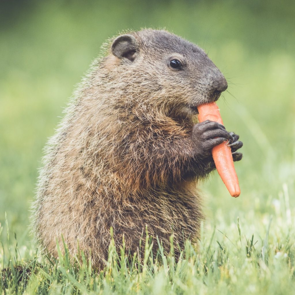 groundhog eating a garden carrot