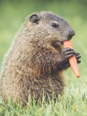 Groundhog eating a garden carrot